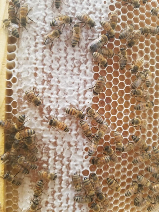 Raw Honey 10oz